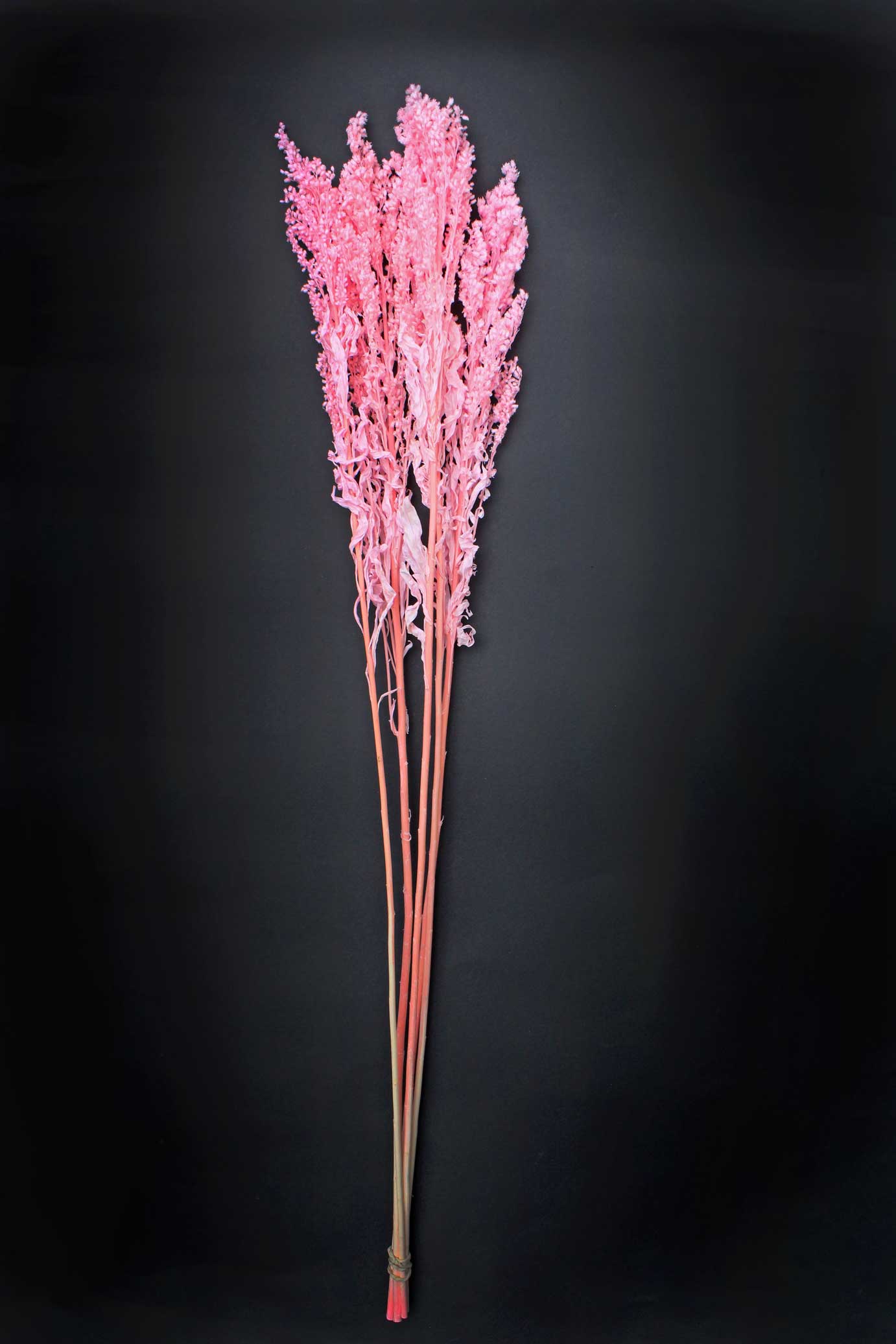 134-LIGHT-PINK-SOLIDAGO-WEB